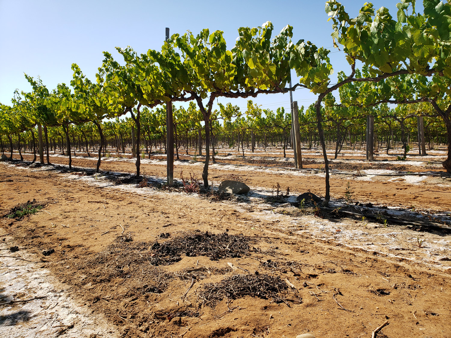 The vines