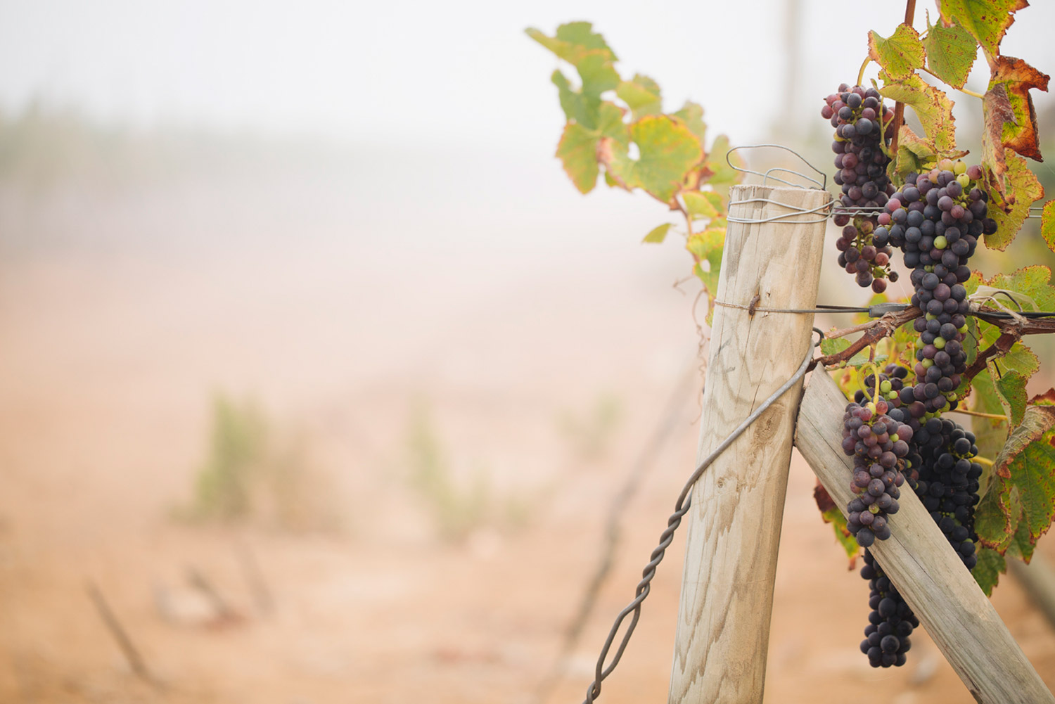 Grapes
