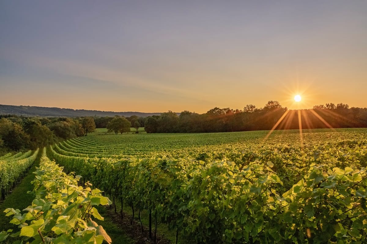 Roebuck Estate - Refined Wines