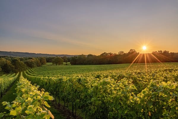 Roebuck Estate - Refined Wines